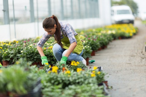 A woman wearing green gardening gloves and a yellow apron is kneeling on a paved pathway in a greenhouse or nursery located in Fulham, engaging in gardening work with potted flowering plants that feature vibrant yellow and purple blooms. She is surrounded by neatly arranged garden beds and containers filled with a variety of plants, including shrubs and seasonal flowers, set against a backdrop of glass walls and bright natural light. The outdoor space showcases a well-maintained lawn area with dense, lush grass in the foreground, and beyond, a background row of mature trees and greenery are visible, creating a natural environment for outdoor gardening activities. The scene reflects a professional approach to landscape maintenance and plant care, consistent with services offered by Landscapers Fulham, to enhance garden aesthetics and promote healthy growth through meticulous planting and lawn management in a typical Fulham residential or commercial garden setting.