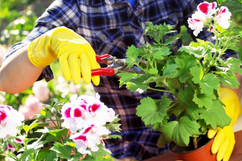 Professional garden clearance team working in a Fulham garden