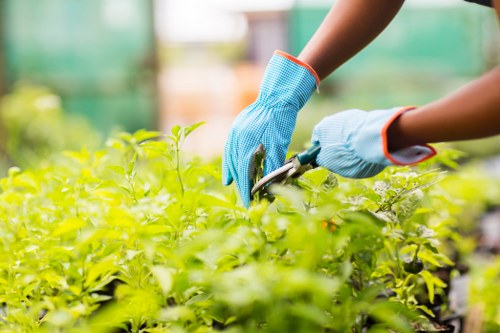A close-up view of a gardener's hands wearing blue gardening gloves, using pruning shears to trim a lush, green shrub in a well-maintained garden. The garden features vibrant foliage, with densely packed leafy plants forming part of a landscaped outdoor space likely in Fulham, London. In the background, blurred green tones suggest other garden beds, mulch, or pathways, indicating a carefully designed garden layout. The scene appears to be outdoors on a bright day with natural sunlight illuminating the various shades of green, reflecting good garden maintenance. The gardener’s activity aligns with professional gardening services offered by Landscapers Fulham, including hedge trimming and plant care within residential or commercial gardens in the Fulham area, ensuring healthy, attractive outdoor environments. The focus on hands, tools, and plant details emphasizes precision and horticultural expertise suitable for a high-quality landscaping service website for local homeowners and clients seeking expert gardening assistance.