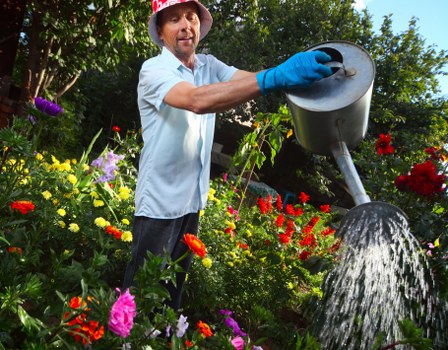 A man wearing a light blue shirt, a red hat, and blue gardening gloves is watering vibrant flowering plants and shrubs in a well-maintained garden with a black watering can. The garden features a dense, lush lawn with neatly edged flower beds containing a variety of colorful blooms including reds, purples, yellows, and pinks. In the background, there are tall trees providing shade and creating a natural backdrop. The weather appears to be sunny with bright natural light illuminating the scene, highlighting the rich green foliage and the vivid colors of the flowers. This outdoor space is part of a landscaped garden, likely maintained by professional gardeners, and demonstrates typical features of residential garden care in Fulham, with a combination of flowering borders, lush lawn, and mature trees, reflecting quality gardening and landscaping standards suitable for full-service lawn and plant care in London.