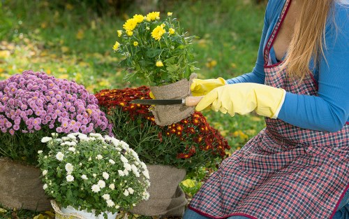 A person wearing a blue long-sleeve top, yellow gardening gloves, and a red checkered apron is tending to a small garden with a variety of flowering plants. The garden features vibrant purple, white, and yellow flowers arranged in pots and beds, with some placed on a paved surface. In the background, there is a well-maintained lawn with lush green grass, bordered by dense foliage and trees, suggesting a private outdoor space. The natural daylight highlights the rich colours and textures of the plants and the greenery around, reflecting typical outdoor gardening activities that might be offered by landscapers Fulham, focused on sustainable and eco-friendly gardening practices in the area near Fulham, London.