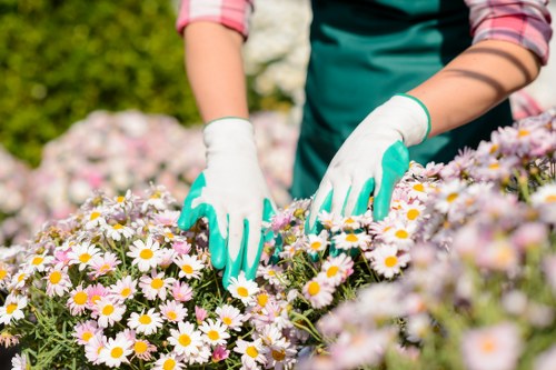 Eco-friendly hedge trimming practices in Fulham