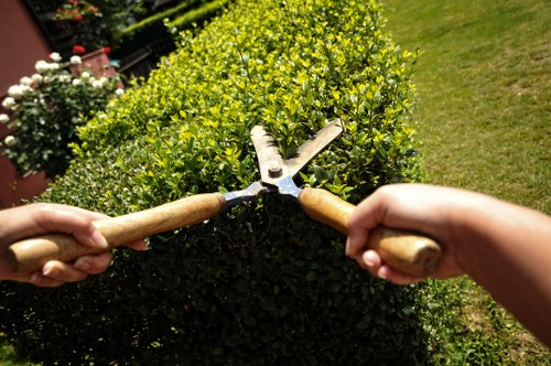 A gardener's hands are visible holding pruning shears with wooden handles, actively trimming a well-maintained, dense, and rounded hedge composed of bright green, healthy foliage. The hedge is situated in a backyard garden, with a neatly trimmed lawn area visible in the background. The ground around the hedge appears to be soil or mulch, and there are other flowering plants and shrubs in the background, including a white-flowered bush and possibly some potted plants, indicating a flourishing outdoor space typical of Fulham gardens. The scene is lit by natural daylight, suggesting a clear, sunny day with bright, vivid colours enhancing the lush greenery. This outdoor environment reflects professional garden maintenance and landscaping services offered in Fulham, supporting local gardening expertise. The image captures the precise moment of plant care, demonstrating attention to detail and garden upkeep common in landscaping work.