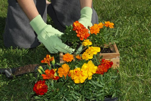 The image shows a person wearing light green gardening gloves and grey work clothes, tending to vibrant orange, yellow, and red flowering plants in a garden. They are planting or arranging the flowers in a small wooden planter box on a well-maintained lawn with lush green grass. In the background, there are additional garden beds or plant containers, suggesting a tidy and cultivated outdoor space typical of residential gardens in Fulham. The garden area appears to be outdoors on a bright, sunny day, with natural light highlighting the colorful blooms and the textured soil and plant leaves. The scene illustrates a gardening activity that could include planting, maintenance, or aesthetic enhancement, aligning with professional gardening and landscaping services that focus on vibrant, structured outdoor spaces in Fulham. The overall environment emphasizes a neat, curated garden setting suitable for residential or small-scale outdoor landscaping work by Landscapers Fulham.