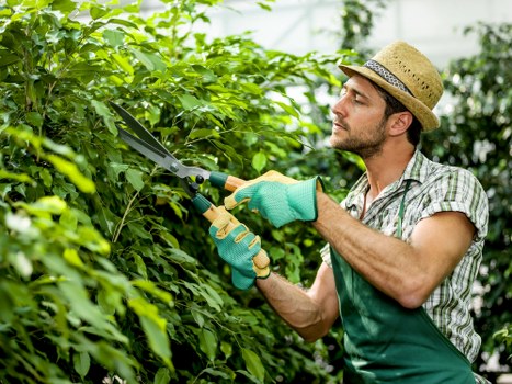 A male gardener, dressed in a short-sleeved shirt, wearing a straw hat and green gardening gloves, is trimming a dense hedge in a well-maintained outdoor garden space. The hedge consists of lush green foliage with a uniform shape, and the gardener is using pruning scissors to carefully shape it. In the background, there are additional trees and shrubs, with natural sunlight illuminating the scene, suggesting clear weather conditions. The ground features a mix of soil and mulch, with a paved pathway nearby that leads through the landscaped yard. The garden appears spacious and neatly cared for, reflecting professional landscaping standards that a company like Landscapers Fulham might provide for residential or commercial properties in Fulham. This scene emphasizes precision garden maintenance and trimming services aimed at creating tidy and attractive outdoor spaces in London’s west areas, supporting local gardening and landscaping needs.