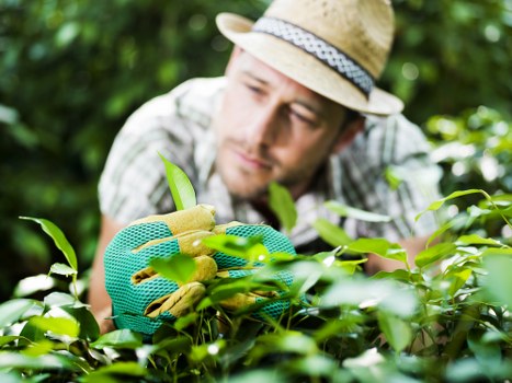 A man wearing a straw hat, a checkered shirt, and gardening gloves is carefully pruning or trimming dense, evergreen shrubbery in a backyard garden. The garden features a well-maintained lawn, with lush green grass in the foreground, and a hedge line or boundary visible behind him, suggesting a landscaped outdoor space typical of Fulham. The backdrop includes a variety of leafy plants and trees, providing natural shade and vibrant greenery, with dappled sunlight filtering through the foliage. The scene is set under clear weather conditions, highlighting the natural tones of green leaves, brown soil, and the subtle textures of the shrubbery. This outdoor environment appears to be part of a residential garden that could benefit from professional lawn care and hedge maintenance services offered by dedicated local landscapers such as Landscapers Fulham, ensuring a tidy and aesthetically pleasing garden layout for outdoor enjoyment or property value enhancement.