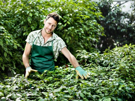 The image shows a young male gardener with short brown hair and a friendly expression, working indoors amidst lush greenery. He is wearing a green apron over a short-sleeved, checked shirt and light gardening gloves. He is leaning slightly forward with one hand resting on a dense shrub, which appears to be part of a well-maintained garden or greenhouse setting. Surrounding him are various plants, including leafy green bushes and small trees, with a backdrop of glass windows allowing natural light to illuminate the scene. The environment is bright, suggesting it is daytime, and the overall setting reflects a healthy, vibrant outdoor or conservatory garden space, indicative of professional gardening or landscaping work often associated with companies like Landscapers Fulham in the London area. The scene emphasizes cultivated greenery, plant care, and the horticultural environment typical of premium gardening services in Fulham or nearby W6 postcode regions.