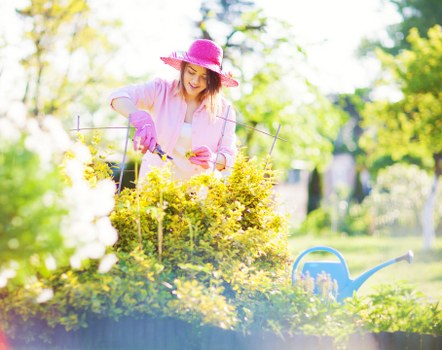 In a well-maintained garden in Fulham, a woman wearing a pink sun hat, pink gardening gloves, and a light jacket is tending to a lush, yellow-flowered shrub. She is using small garden tools, possibly pruning or trimming, with her focus on the plant. Surrounding her are various garden features, including a vibrant green lawn with neatly edged grass, a flower bed with white blooms in the foreground, and a garden watering can placed on the grass nearby. Tall trees with fresh green leaves create a canopy in the background, allowing dappled sunlight to illuminate the scene. The garden appears lively and flourishing, with natural wood and stone elements typical of outdoor landscaping in London suburbs, and exemplifies professional gardening care provided by Landscapers Fulham. The environment looks cheerful, likely during spring or summer, with bright weather that enhances the garden's colours and textures, supporting local gardening and landscaping services aimed at maintaining healthy outdoor spaces for residents in Fulham.