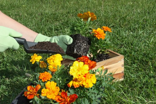 A person wearing light green gardening gloves is planting a flowering plant into a rectangular wooden planter box filled with dark soil in a well-maintained outdoor garden area. The planter contains vibrant orange and yellow marigolds with lush green foliage. The surrounding lawn is green with short grass, and the background features other garden plants and a grassy yard. The scene is illuminated by natural daylight, suggesting clear weather, and the area appears tidy and cared for, typical of a residential garden in Fulham. This image relates to gardening and outdoor plant care services offered by Landscapers Fulham, situated within a landscaped outdoor space dedicated to floral displays and lawn maintenance.