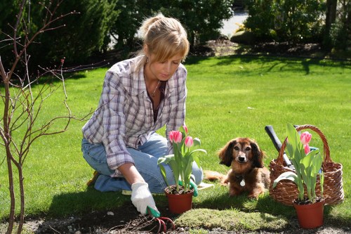 A woman with blonde hair, wearing a plaid shirt and light blue jeans, is kneeling on a well-maintained, lush green lawn in a garden, tending to pink tulips in a small terracotta pot. The garden features a vibrant, healthy grass area, bordered by various shrubs and small trees, with sunlight casting soft shadows, suggesting a bright and clear day. Nearby, a young brown and white puppy sits attentively on the grass, observing the gardening activity. To the right, a woven basket filled with additional pink tulips and a gardening trowel are visible, indicating ongoing planting work. In the background, a row of dense bushes and taller trees provide privacy and natural boundary to the outdoor space, which appears to be part of a private residential garden in Fulham. The scene highlights routine garden maintenance and planting, relevant to professional gardening services offered by Landscapers Fulham, ensuring a vibrant, orderly outdoor environment.