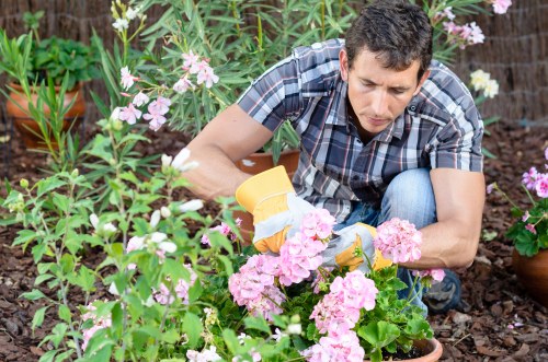 A man working in a garden, crouching among blooming pink and white flowers, pruning or tending to the plants with gardening gloves on. The garden features well-maintained flower beds with a variety of flowering plants and lush green foliage, set against a background of potted plants and garden borders. The soil appears rich and well-kept, with natural textures contrasting with the vibrant colors of the flowers. The scene is outdoors under natural light, suggesting a clear day. This outdoor space demonstrates typical gardening elements such as planting, pruning, and care, aligning with services offered by landscaping professionals in Fulham, including lawn and garden maintenance, planting, and sustainable landscaping practices associated with the company's focus on recycling and sustainability.